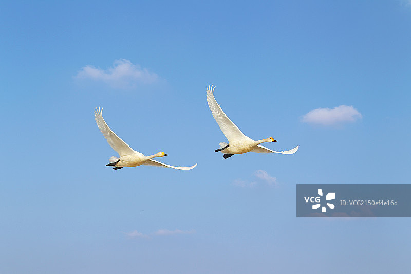 鄱阳湖湿地野生白天鹅图片素材