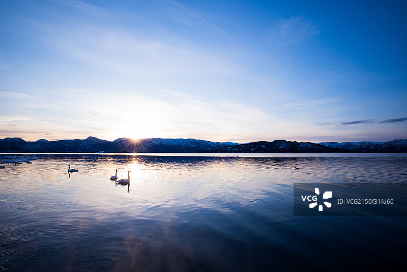 湖面上的白天鹅图片素材