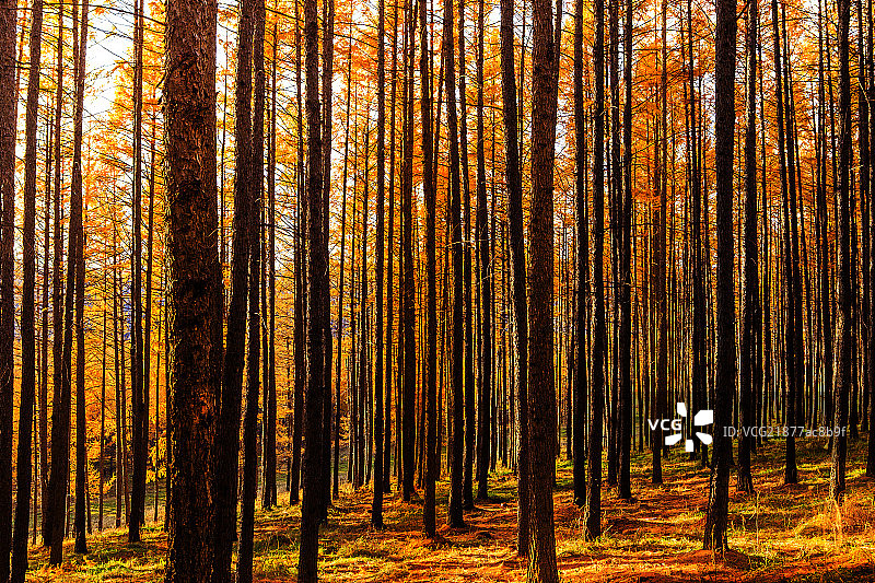 深秋的黄色森林图片素材