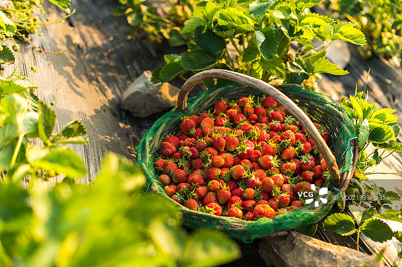 田地里的草莓图片素材