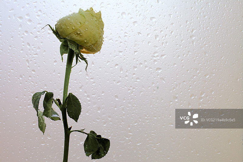 雨中凋谢的黄玫瑰图片素材