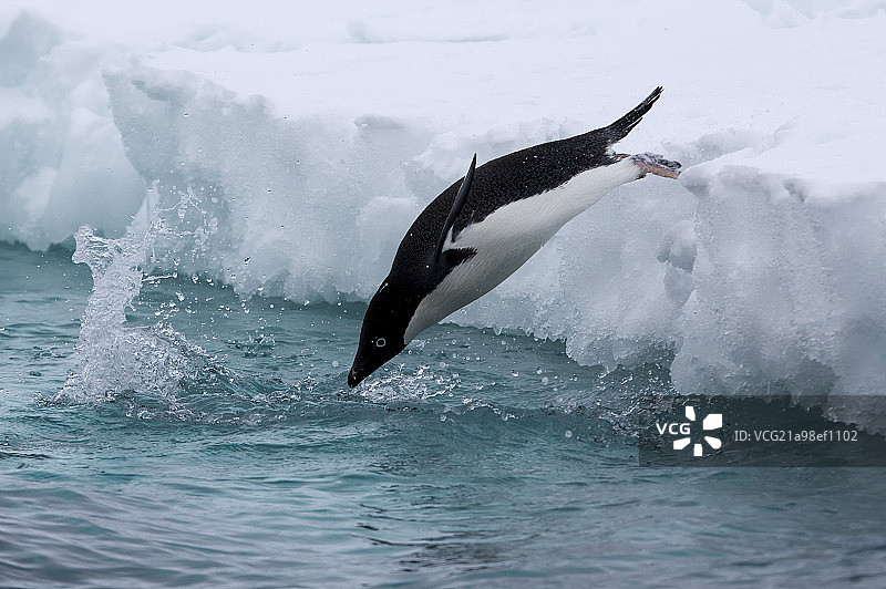 南极企鹅图片素材