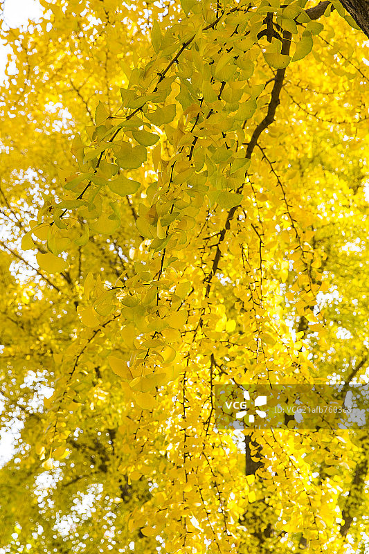 秋天的银杏树图片素材