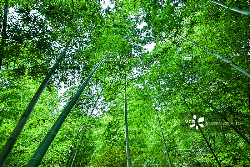 Bamboo图片素材