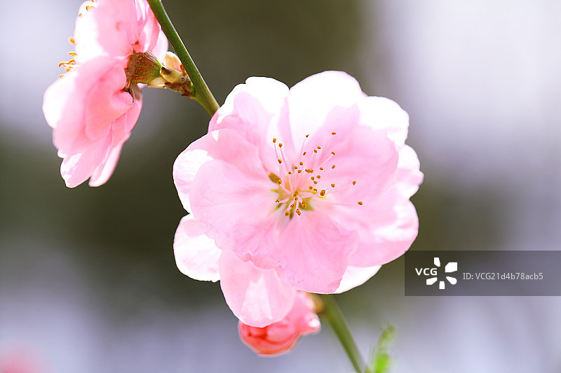 春天盛开的粉色杏花图片素材