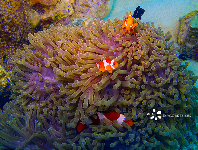 马来西亚珊瑚小丑鱼图片素材