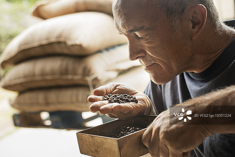在一个农场的咖啡豆加工棚里，一名男子正在检查并闻到咖啡豆的香气。图片素材
