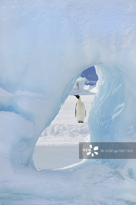 一只成年帝企鹅站在雪山岛的冰面上。透过冰拱。图片素材