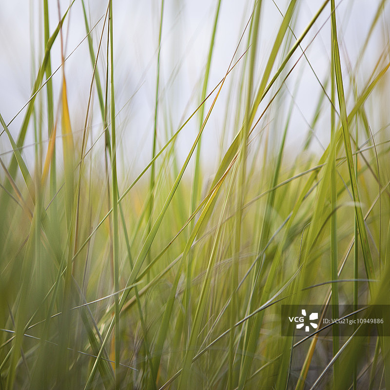 长滩半岛海草的特写。图片素材