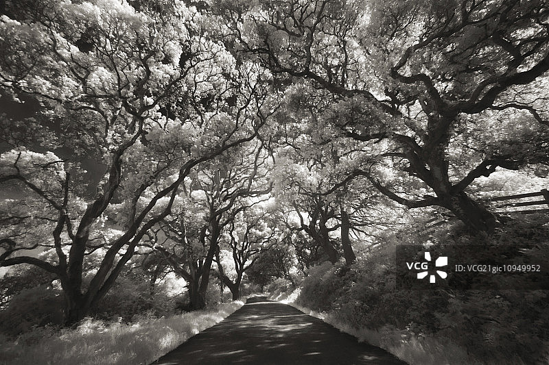 在雷斯角半岛，橡树排列在道路两旁。图片素材