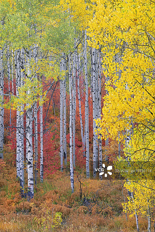 白杨林位于瓦萨奇山脉的一处白杨林，秋叶金黄、红艳艳。图片素材