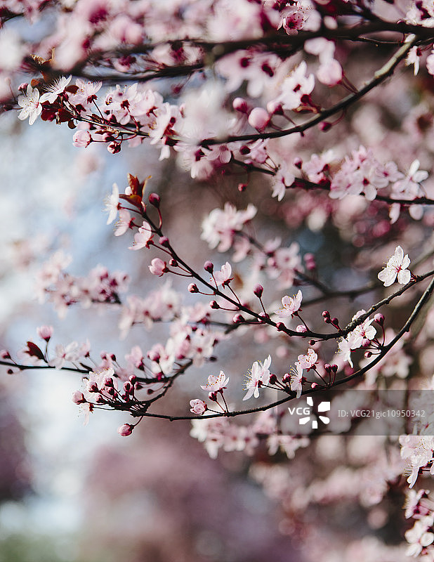 开花观赏梅树。树枝上开着粉红色的花。春天在西雅图图片素材