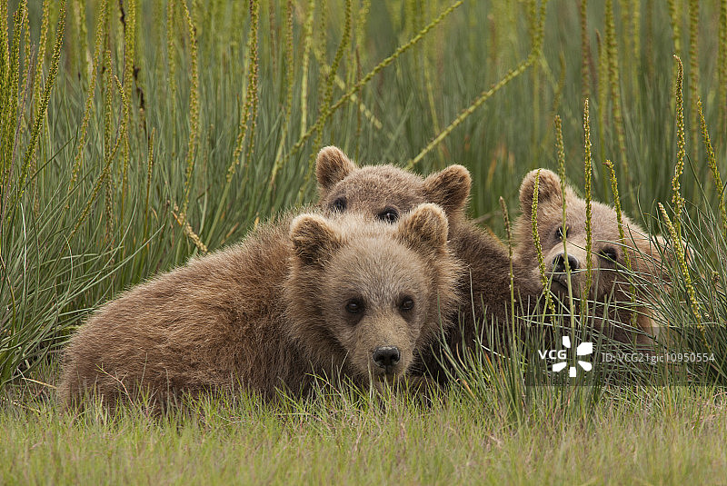棕熊幼崽，克拉克湖国家公园，阿拉斯加，美国图片素材