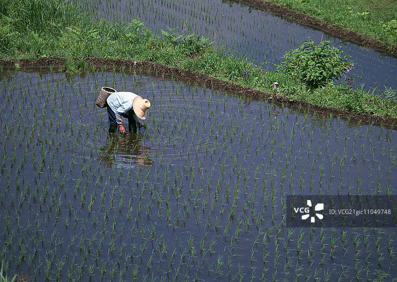 水稻种植图片素材