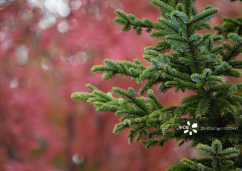 秋天的树叶和一棵松树图片素材