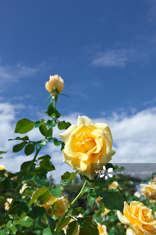 玫瑰花朵图片素材