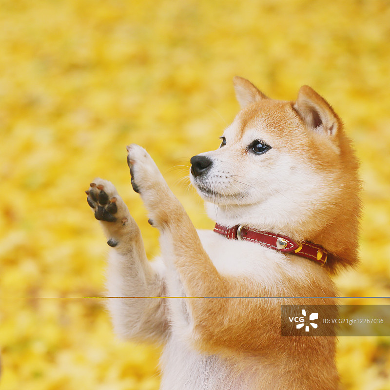柴犬和秋叶图片素材