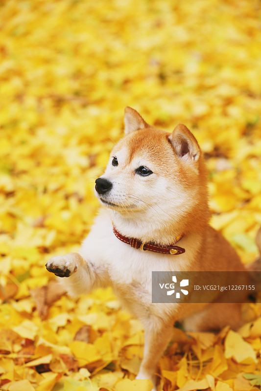 柴犬和秋叶图片素材