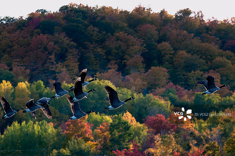 秋天，大雁在森林上空飞翔，美国密歇根州汉考克图片素材