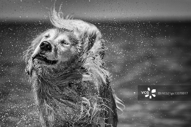 一只金毛猎犬在海滩上摇着头。图片素材