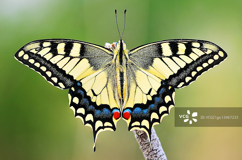 燕尾 (Papilio machaon)图片素材