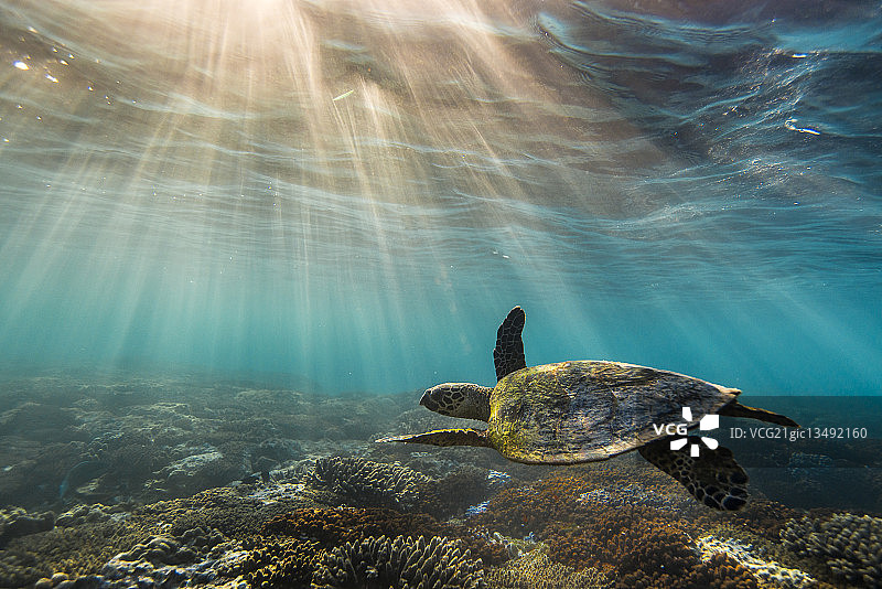 澳大利亚Lad Elliot岛的一只正在游泳的海龟。图片素材