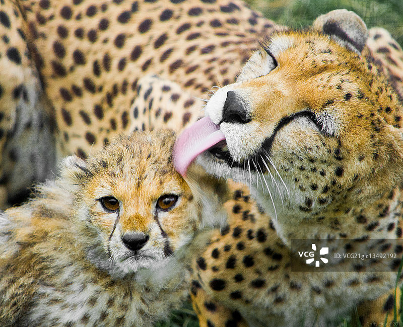 舔幼崽的猫科猎豹，英格兰切斯特，英国图片素材