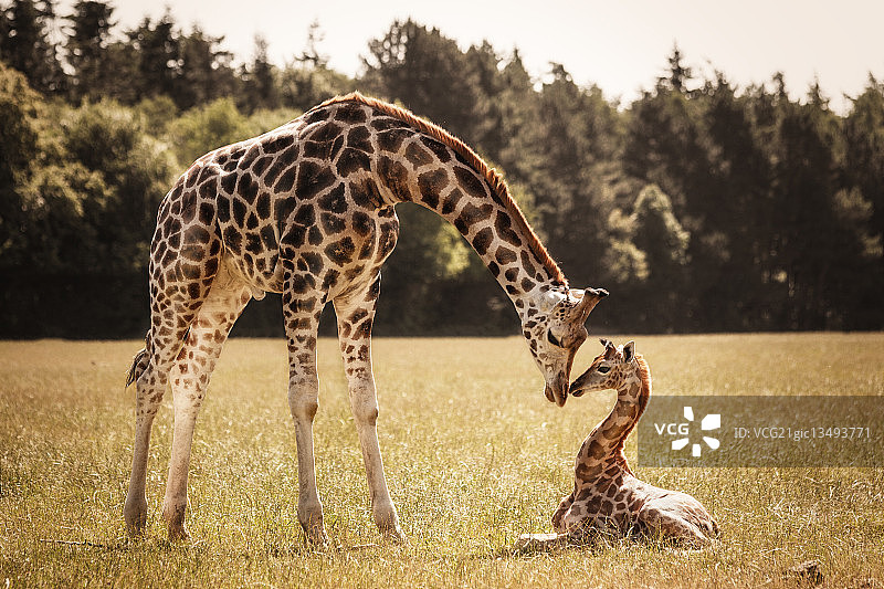 一只长颈鹿妈妈用鼻子爱抚她的宝宝。图片素材