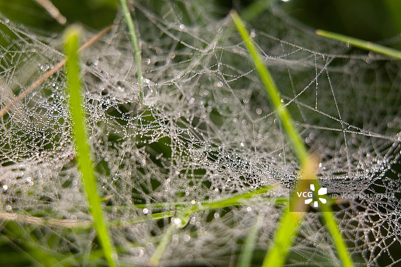 蜘蛛网上的露珠图片素材