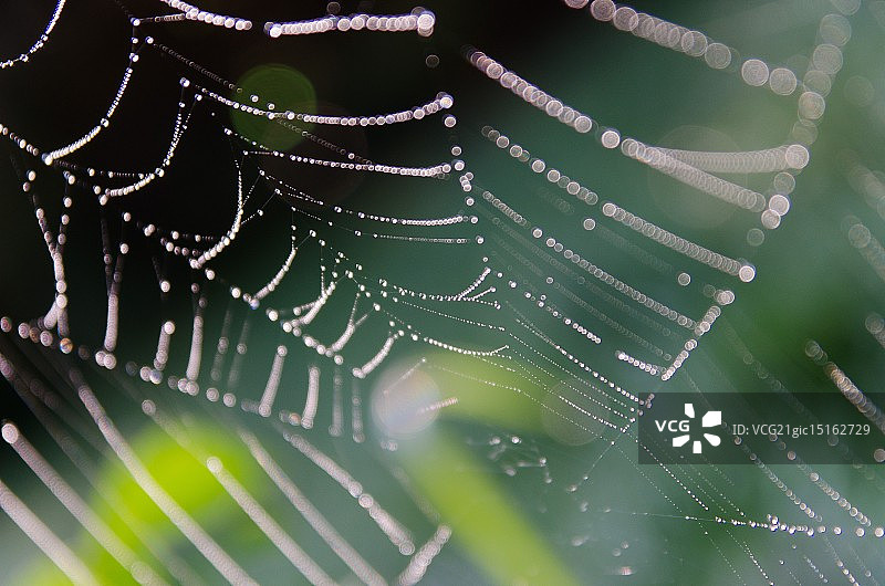 芬芳的蜘蛛网图片素材