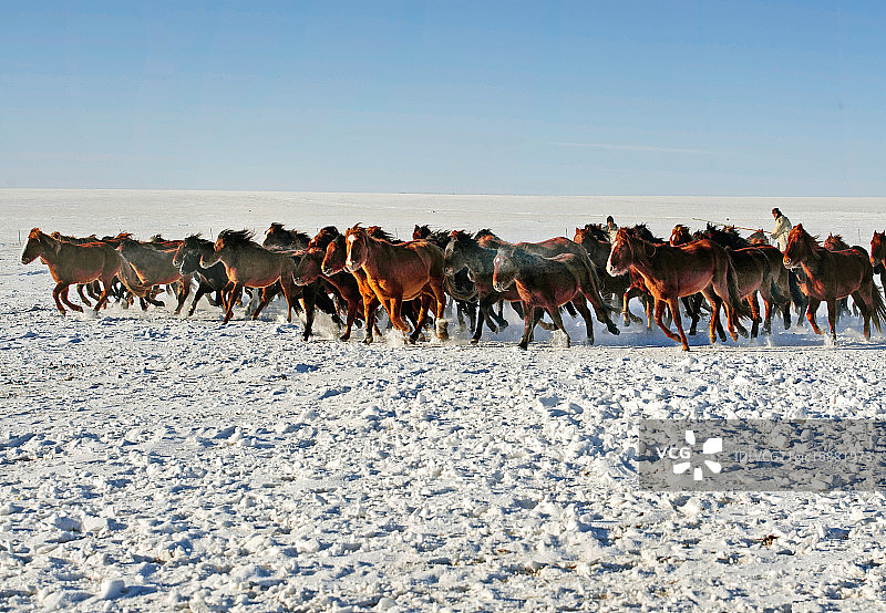内蒙古海拉尔牧马图片素材