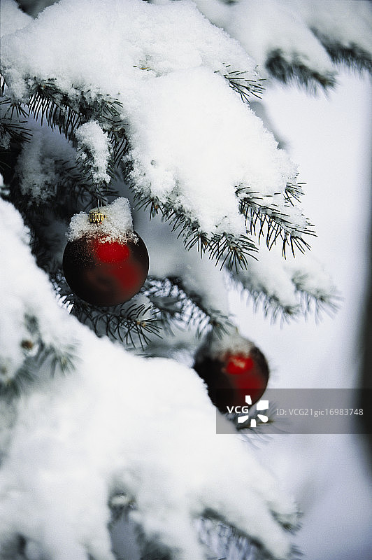 白雪覆盖的圣诞树图片素材