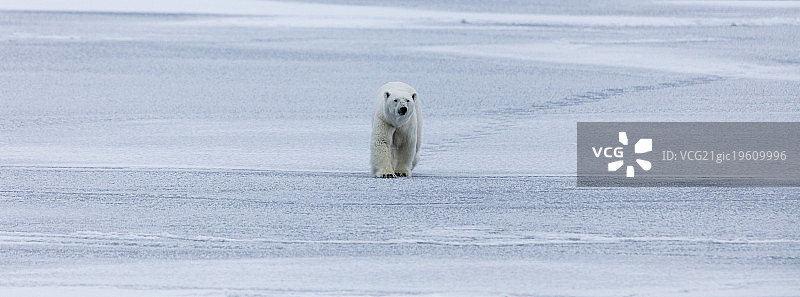 孤独的北极熊行走在斯匹次卑尔根群岛的浮冰上图片素材