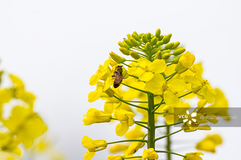 蜜蜂在油菜花上采蜜图片素材