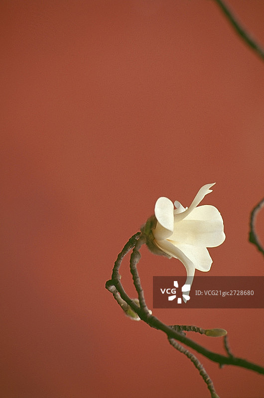 紫禁城御花园的绽放的玉兰花图片素材