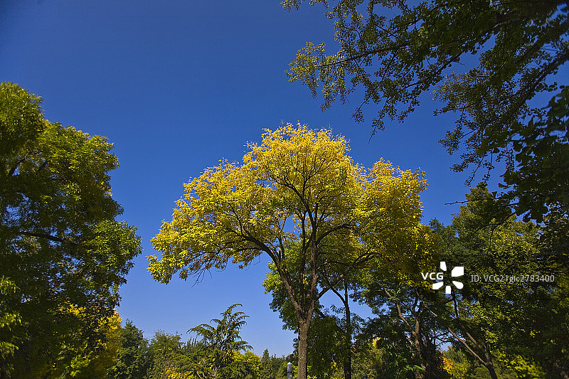北京龙潭湖公园中的银杏树图片素材
