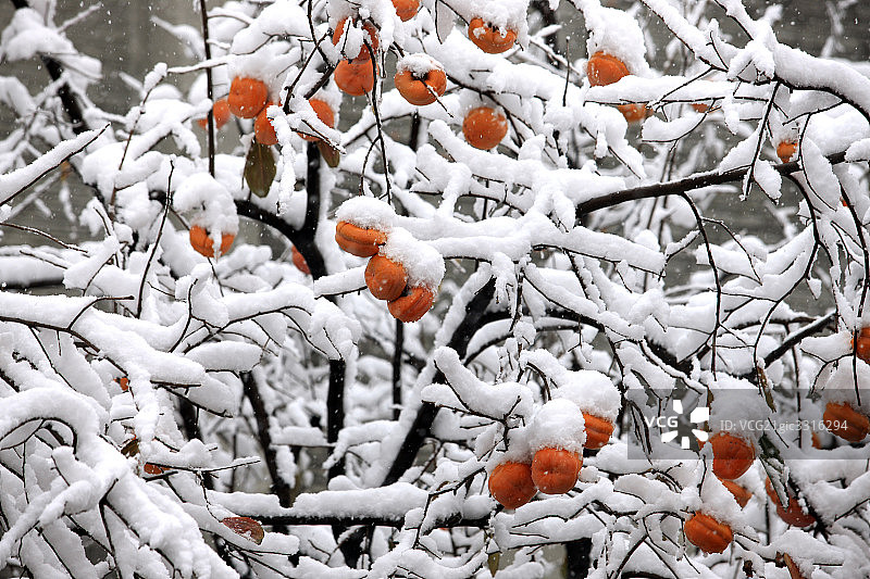冬天的柿子树图片素材