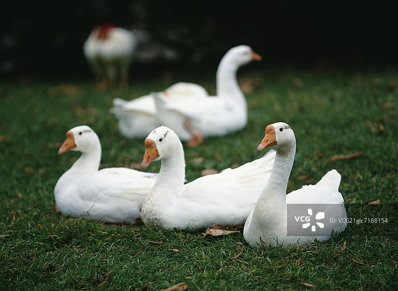 日本北海道钏路，坐在草地上的鹅图片素材