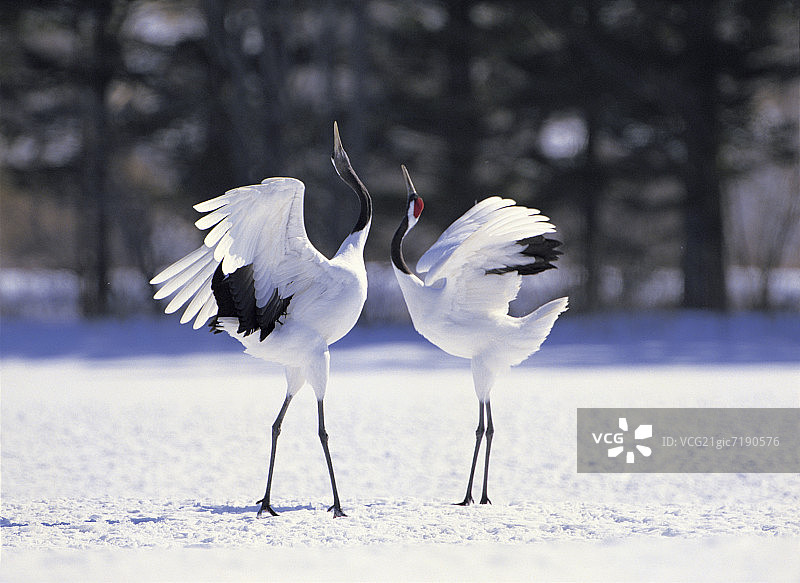 雪景中的日本鹤图片素材