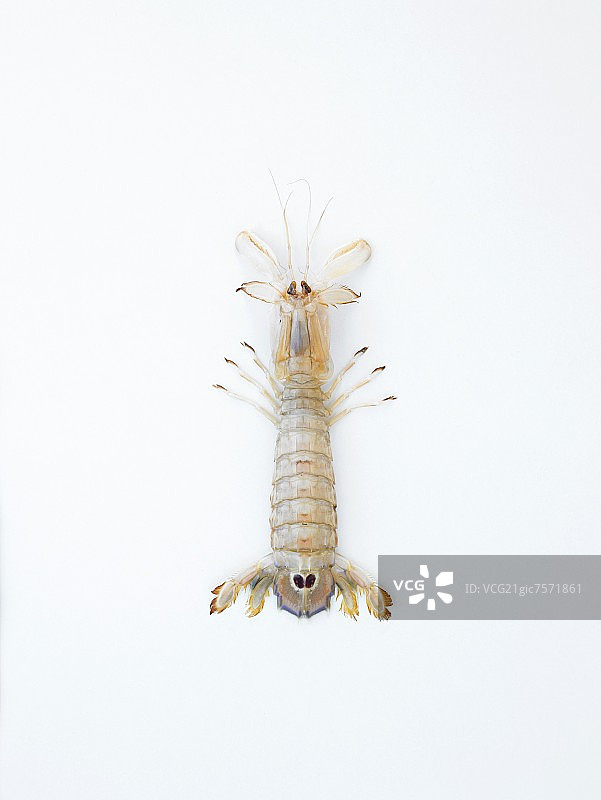螳螂虾图片素材