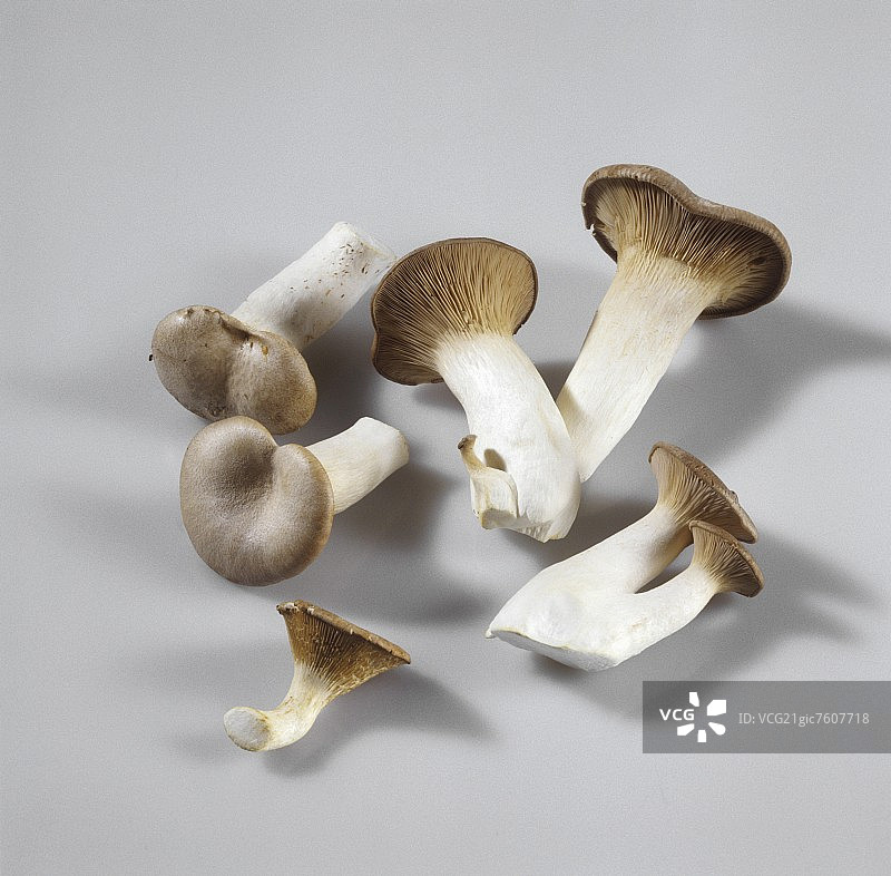 王牡蛎蘑菇图片素材