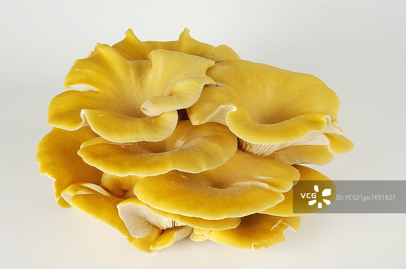 支牡蛎蘑菇图片素材