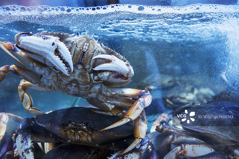 鱼缸里的新鲜螃蟹图片素材
