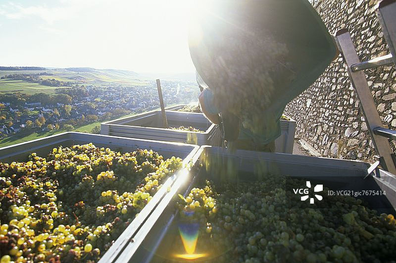 德国莱茵兰-普法尔茨摩泽尔葡萄酒产区的葡萄采摘图片素材