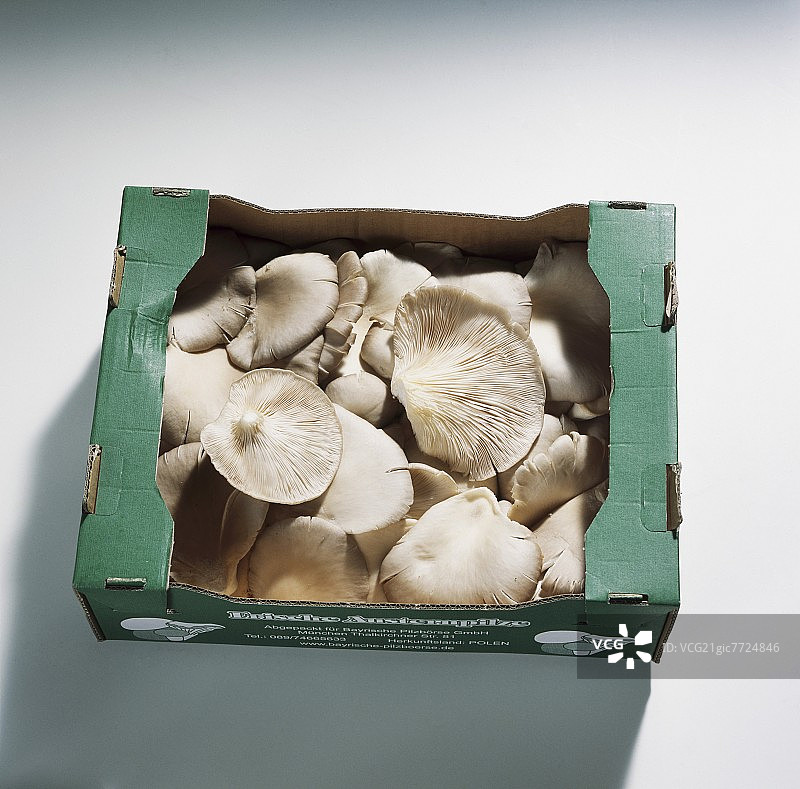 硬纸盒平菇(平菇)图片素材