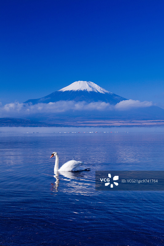 天鹅,日本图片素材