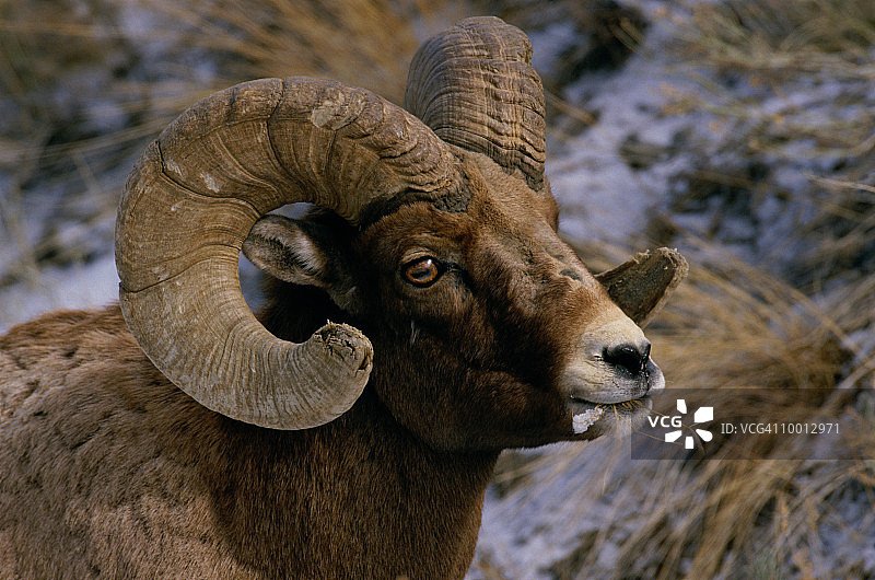 怀俄明州黄石国家公园的大角公羊图片素材
