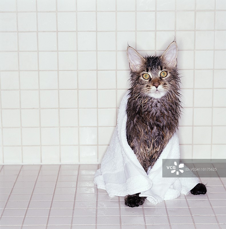 湿缅因猫裹在毛巾里图片素材