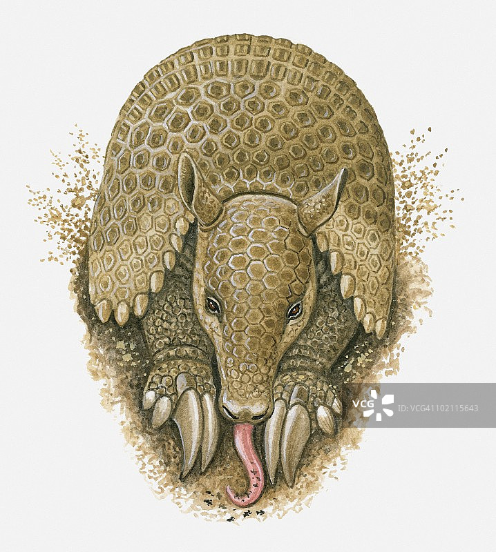 犰狳用舌头舔洞里的蚂蚁的插图图片素材