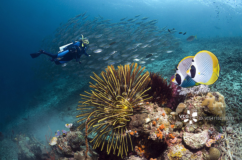 珊瑚礁鱼与潜水员图片素材